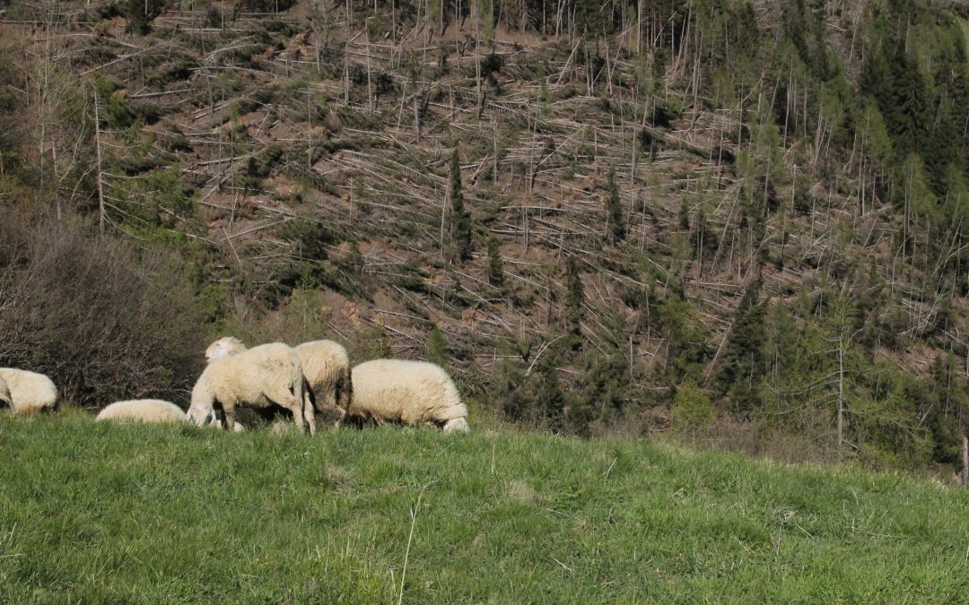 Giornata Nazionale degli Alberi, PEFC: “Mondo foreste mai così in pericolo” 