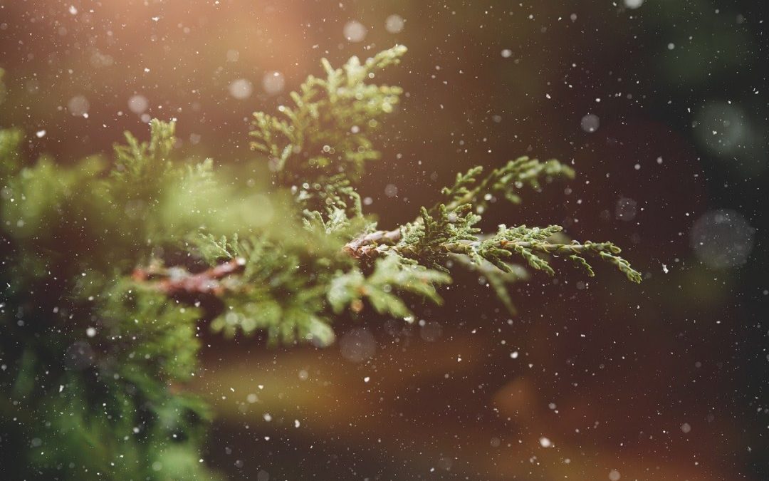Alberi di Natale: dalla casa alle grandi piazze, quelli veri sono più sostenibili