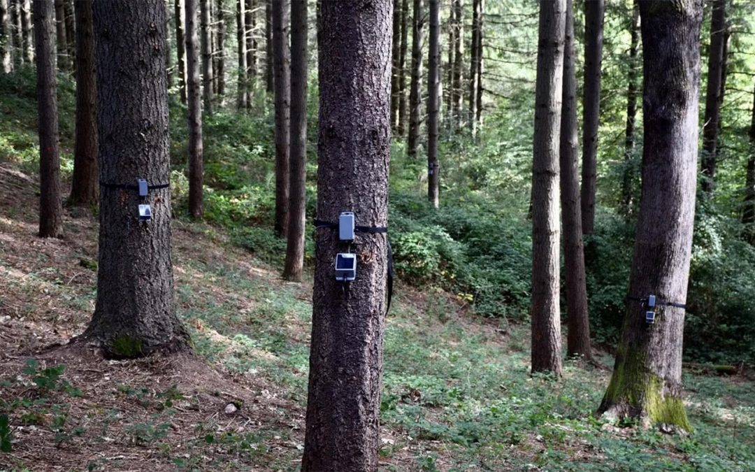 Comunicare le foreste: da Spelacchio agli alberi parlanti
