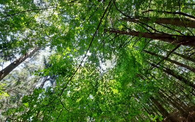 Il Parco del Respiro in Trentino Alto Adige riceve la certificazione PEFC per l’idoneità al benessere forestale