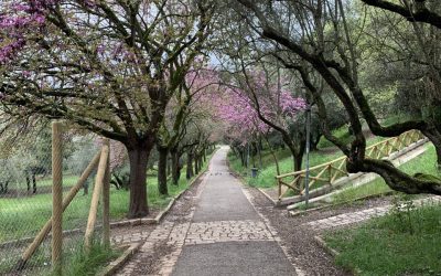 Proteggere gli alberi in città per contrastare la crisi climatica: PEFC lancia il nuovo standard di certificazione del verde urbano