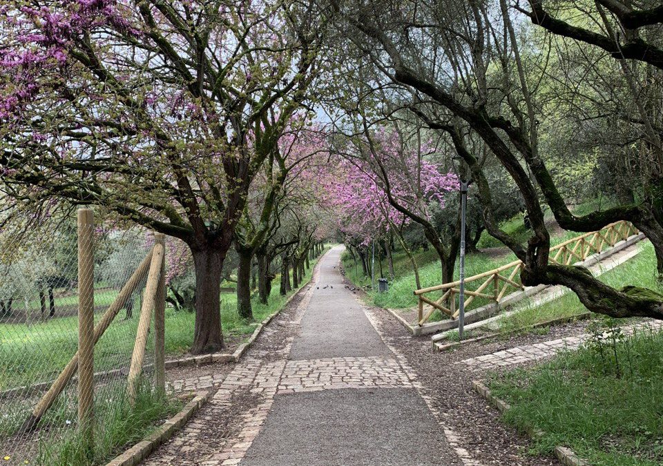 Proteggere gli alberi in città per contrastare la crisi climatica: PEFC lancia il nuovo standard di certificazione del verde urbano