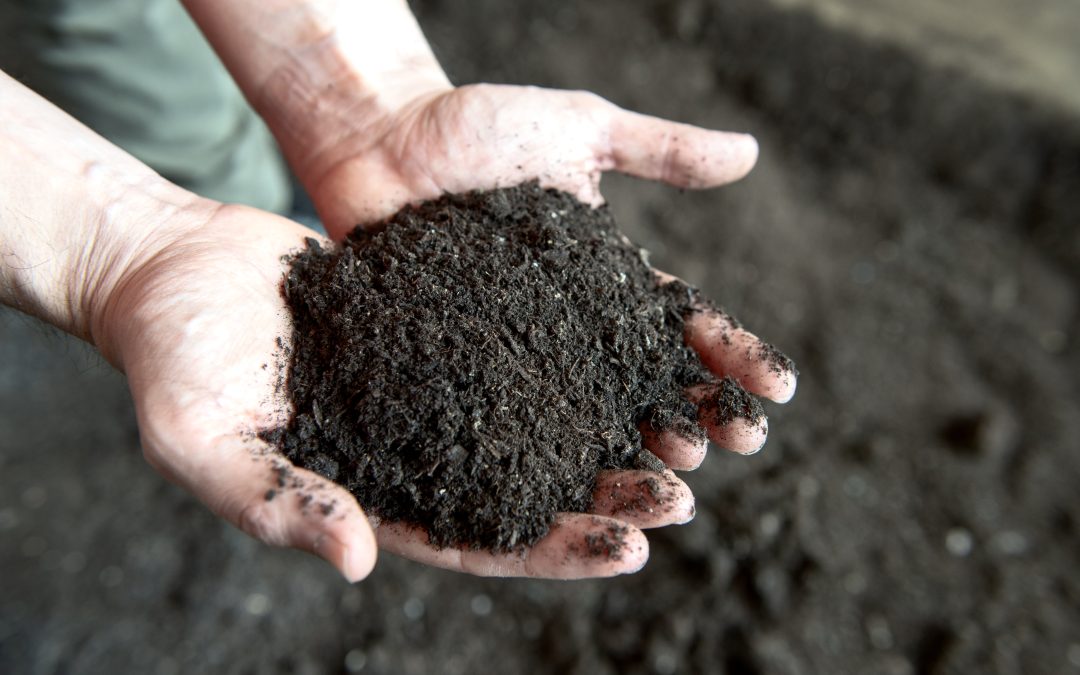 Giornata Mondiale del Suolo, CIC: “Urban Carbon Farming per difendere e valorizzare il suolo anche in ambito urbano”