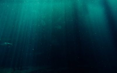COP28, IOC/UNESCO a Dubai per portare l’oceano e l’Ocean Literacy al centro del dibattito: servono più investimenti internazionali