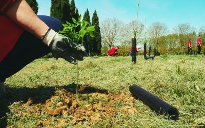 Biodiversità, studio Rete Clima: per il 90% delle aziende le foreste sono fondamentali per tutelare la biodiversità e contrastare la crisi climatica