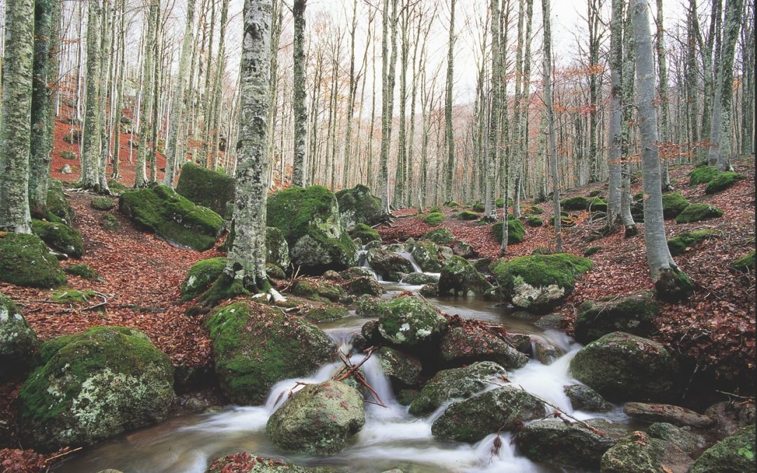 Rapporto PEFC 2026: in Italia oltre 1,1 milioni di ettari certificati  e +11,5% di aziende con certificazione di Catena di Custodia