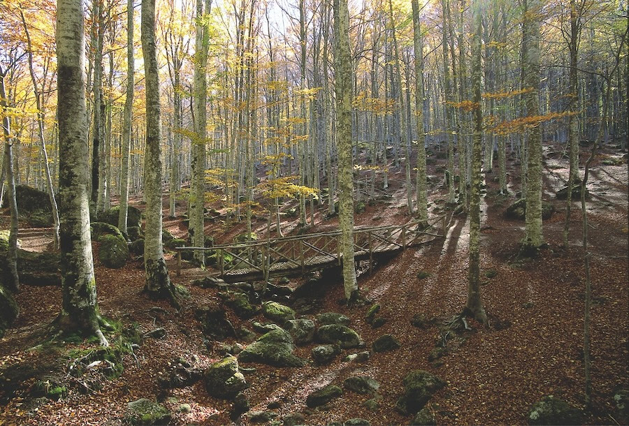 Incendi, PEFC Italia: nelle foreste gestite i danni diminuiscono del 50%
