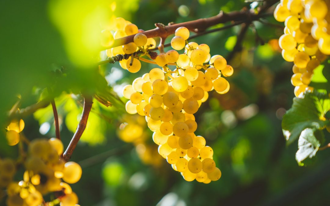 Uve, vini e leggende: alla scoperta di 7 destinazioni enoturistiche con Campeggi.com