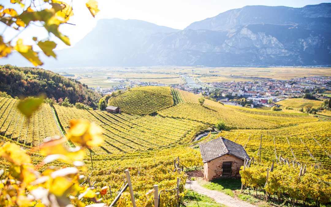 Sapori, passeggiate e tradizioni: la magia dell’autunno in Piana Rotaliana Königsberg