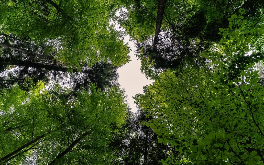 Le foreste arrivano all’università: PEFC lancia il bando per le migliori tesi di laurea su gestione e certificazione forestale