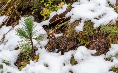 A Livinallongo (BL) parte il progetto “Ancora Natura per il Col di Lana” per dare nuova vita alle foreste dopo Vaia e il bostrico