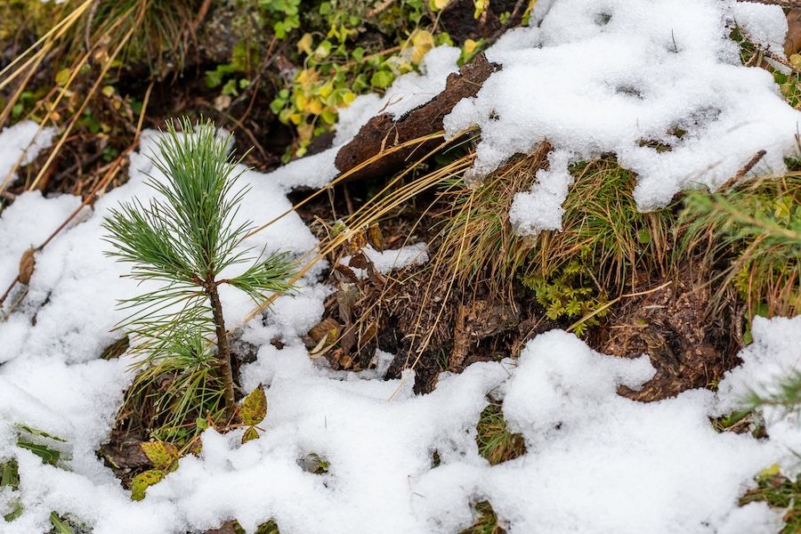 A Livinallongo (BL) parte il progetto “Ancora Natura per il Col di Lana” per dare nuova vita alle foreste dopo Vaia e il bostrico