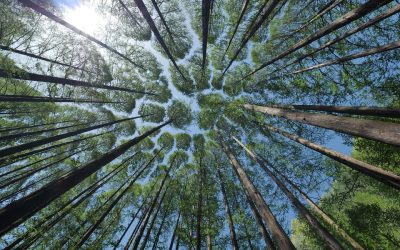 Alberi di Natale nelle piazze italiane, PEFC: “Quelli veri e certificati restano la scelta più sostenibile”