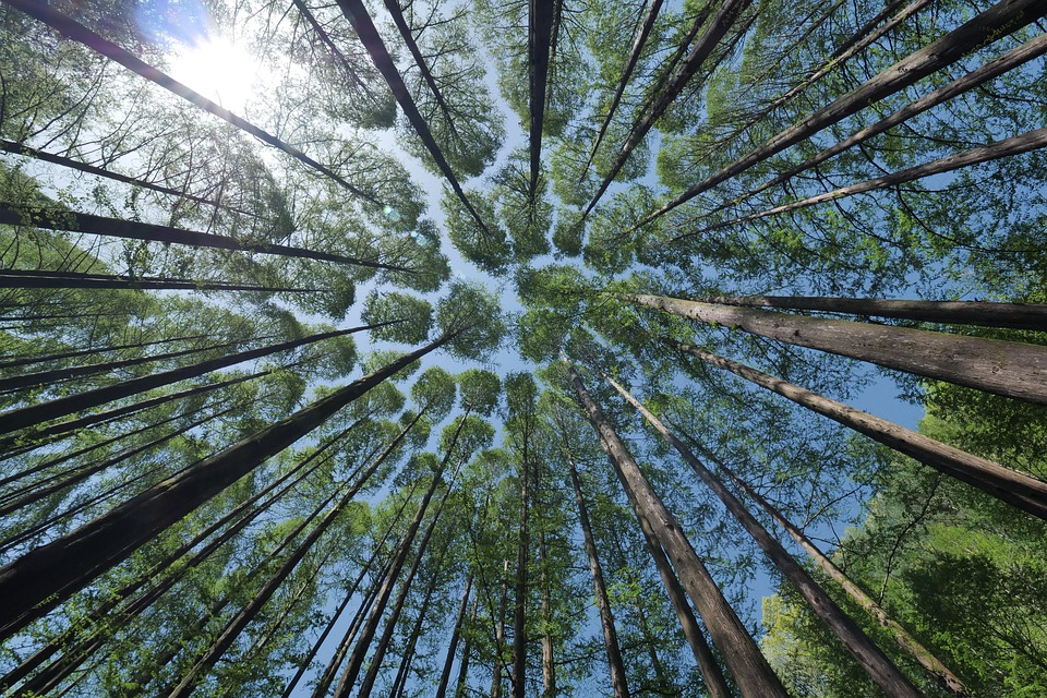 Alberi di Natale nelle piazze italiane, PEFC: “Quelli veri e certificati restano la scelta più sostenibile”