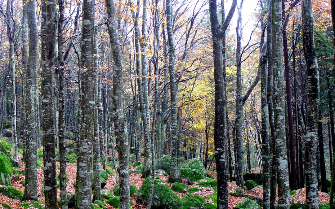 Giornata delle Foreste 2025, PEFC: pianificare e certificare in Italia per ridurre la deforestazione nel mondo