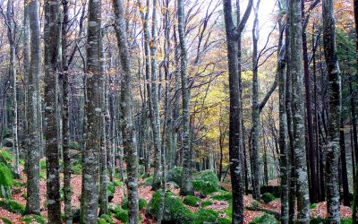Giornata delle Foreste 2025, PEFC: pianificare e certificare in Italia per ridurre la deforestazione nel mondo