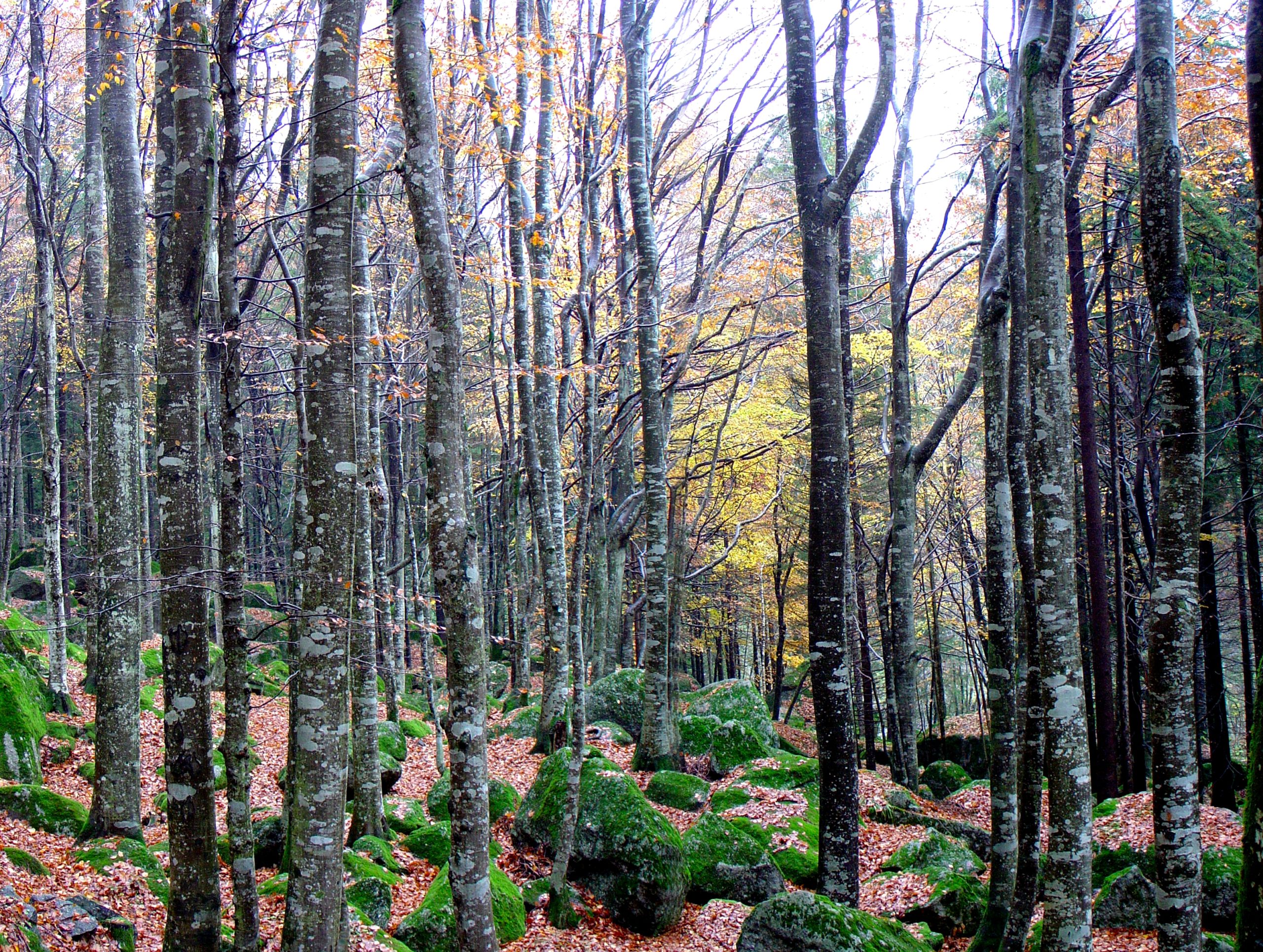 [PEFC] - Foresta Regionale Val Masino