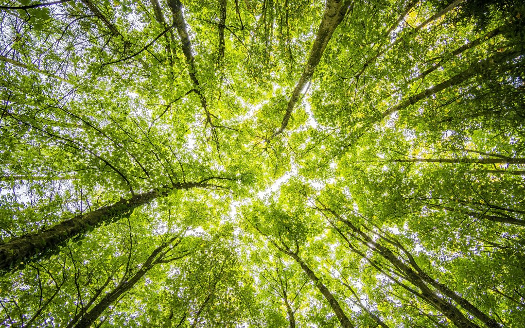 COP16, Rete Clima lancia il secondo Studio sulla Biodiversità: per il 45,1% dei consumatori le politiche nazionali sono inefficaci, ma il 71% delle aziende è pronto a investire in biodiversità