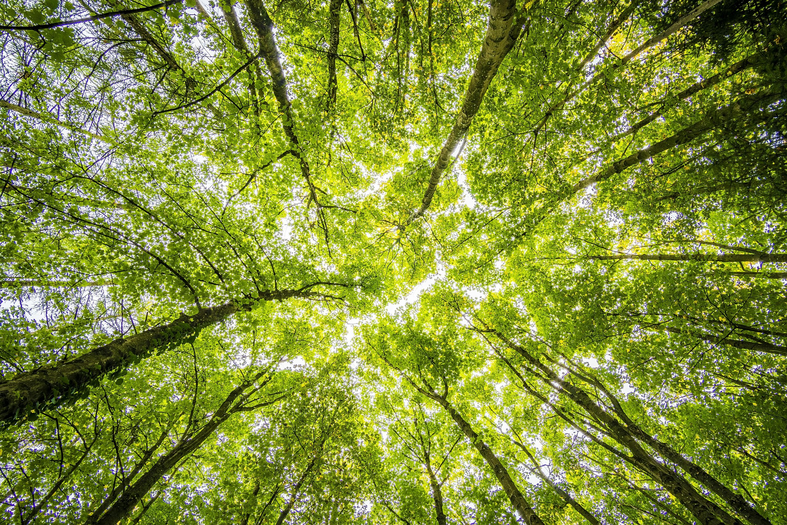 pexels-biodiversità pexels-biodiversità
