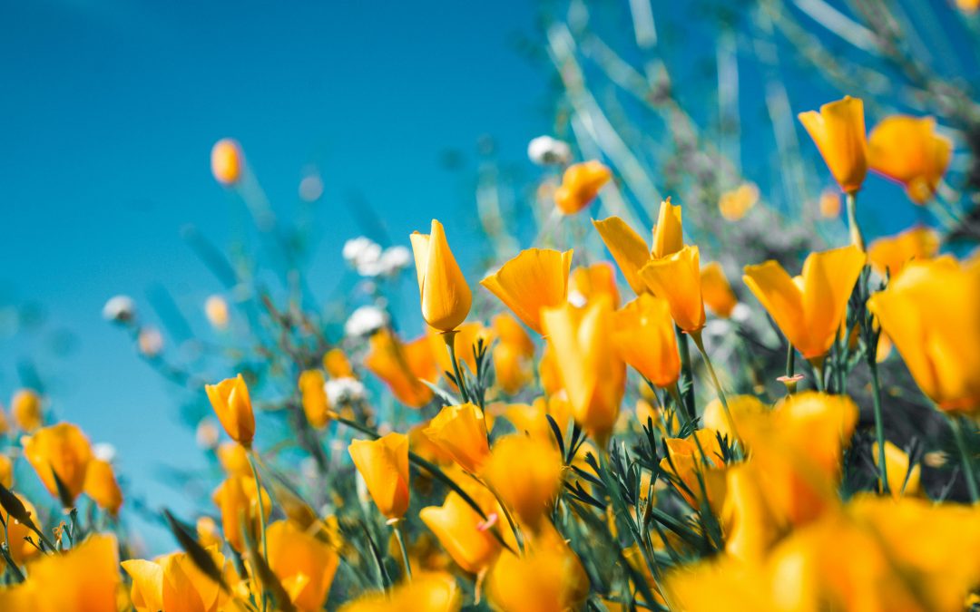 Primavera in equilibrio: ritrovare energia, salute e benessere con l’aiuto della scienza