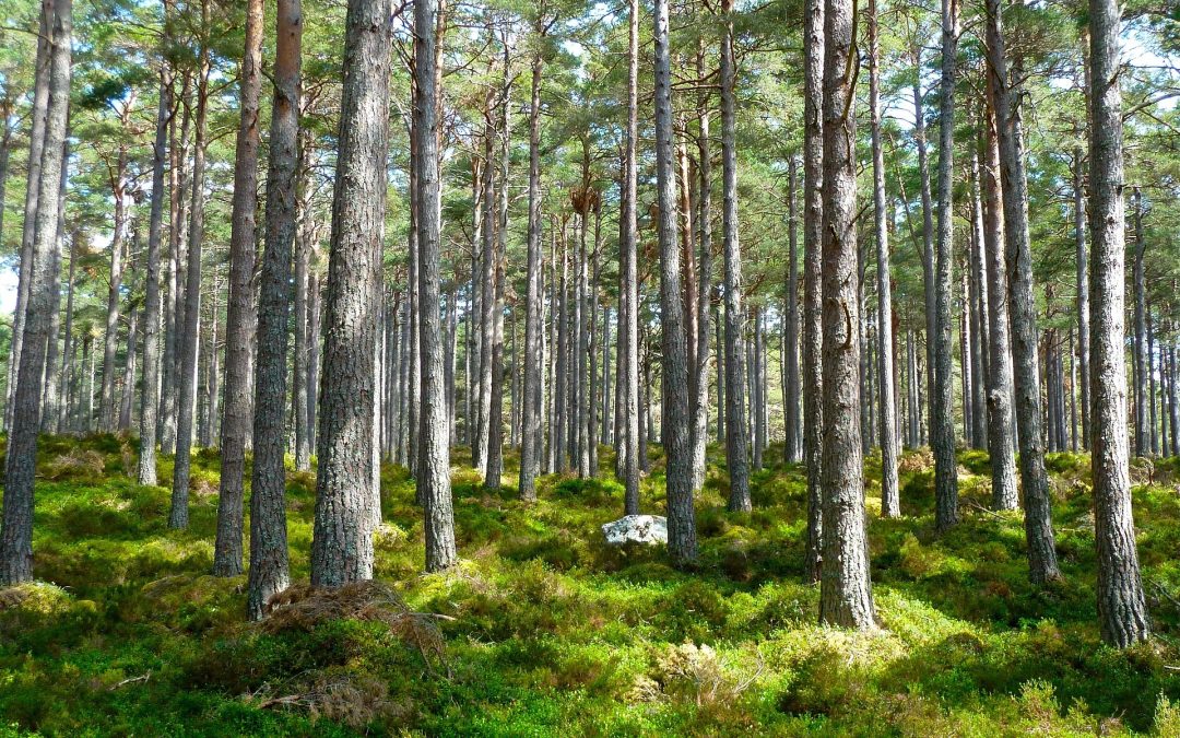 Italia e Austria per la filiera del legno: avviata una strategia industriale per valorizzare il settore in Europa