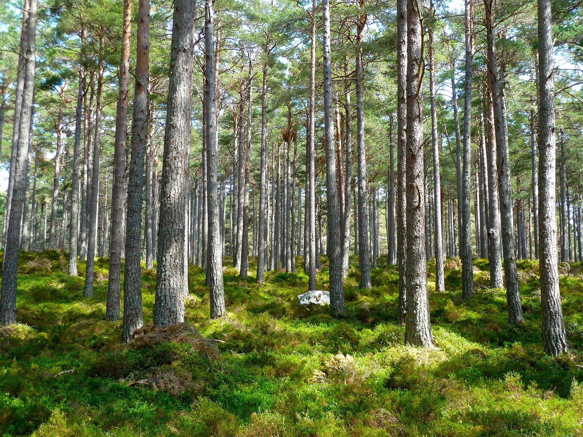 Foresta _ ph Pixabay
