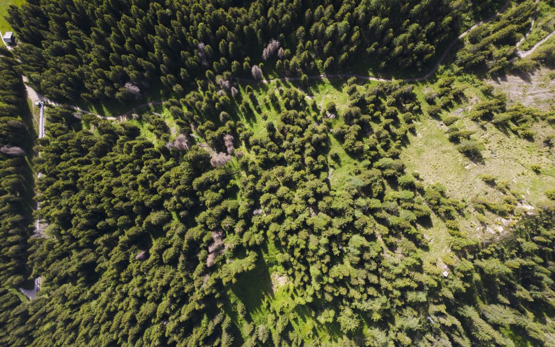 Foresta Italia® festeggia tre anni con oltre 132.000 piante in tutte le 20 Regioni italiane e il nuovo supporto alla Nature Positive Strategy delle Aziende