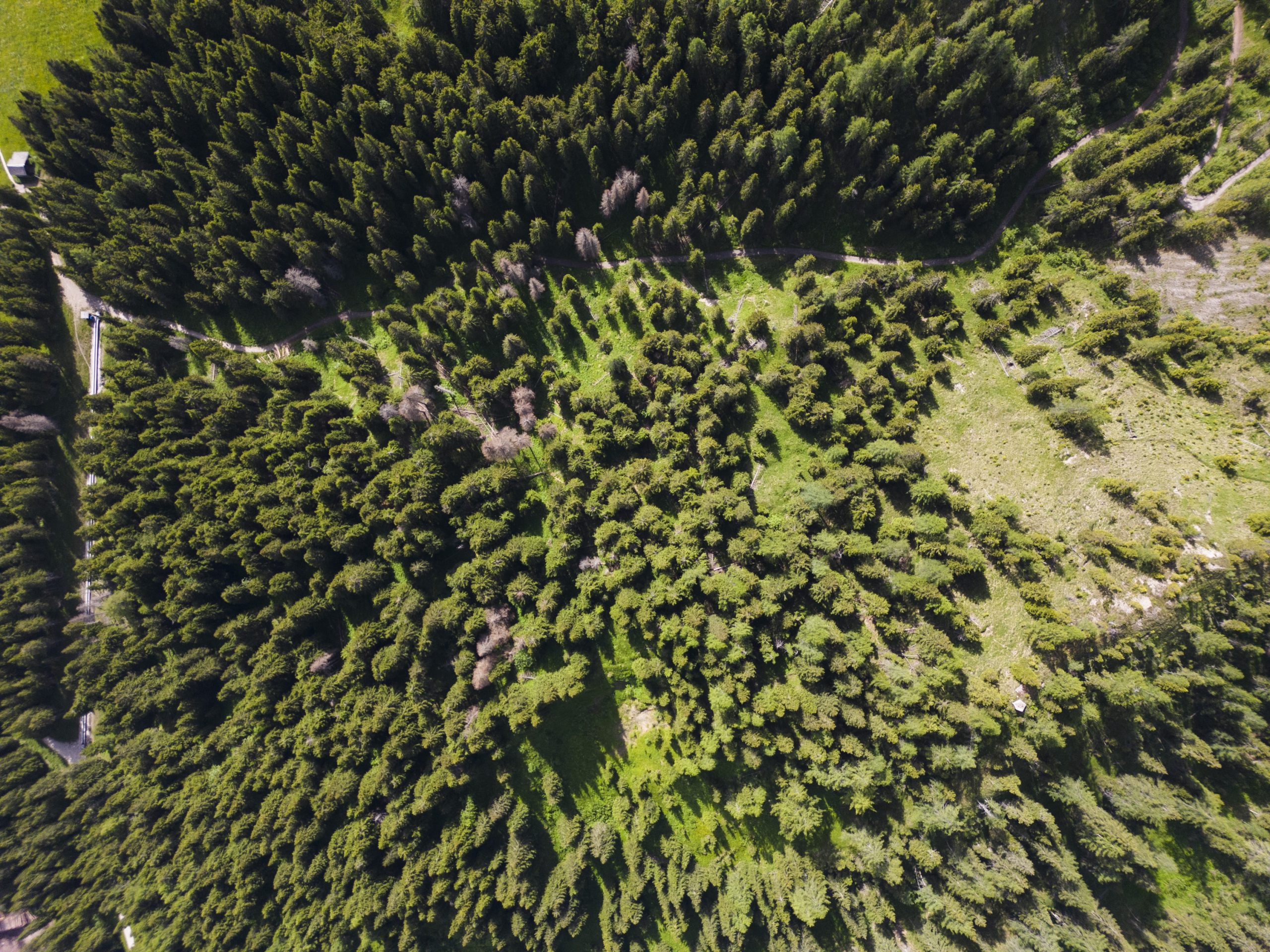 Riforestazione