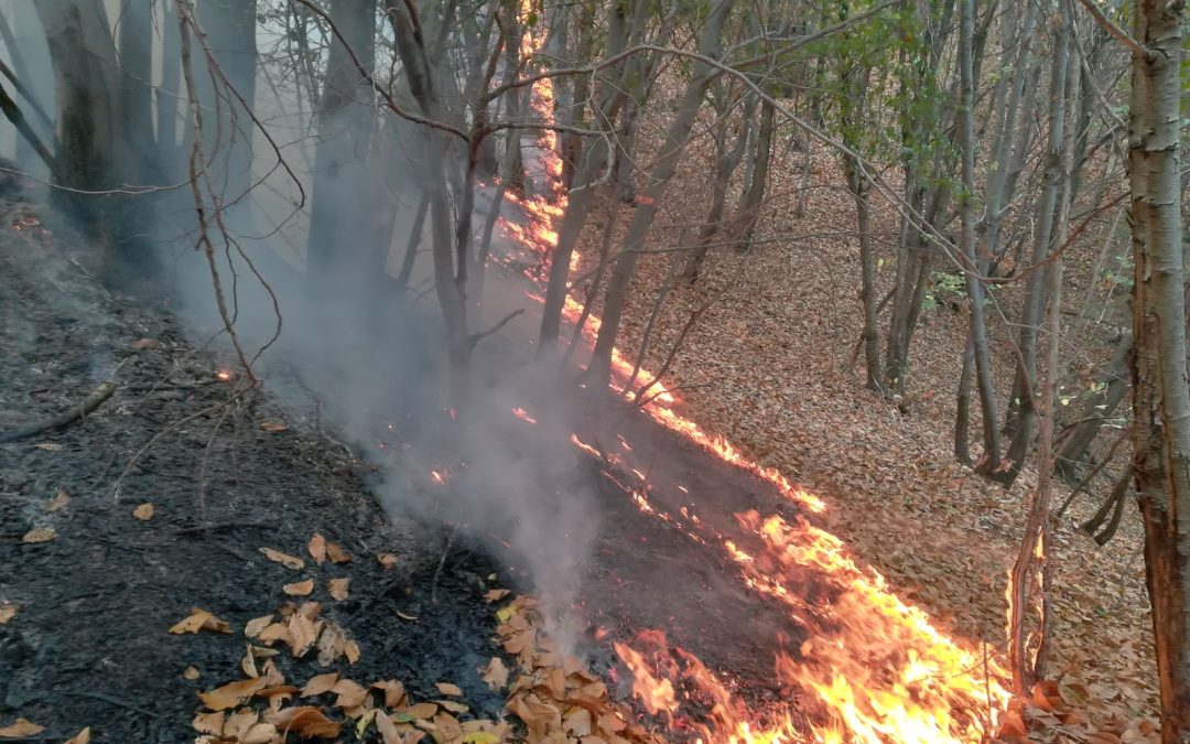 Incendi, clima e certificazione: nuove evidenze da una collaborazione tra PEFC Italia e Università di Firenze