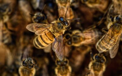 Dopo il greenwashing, il rischio beewashing: perché “salvare le api” non basta a proteggere la biodiversità