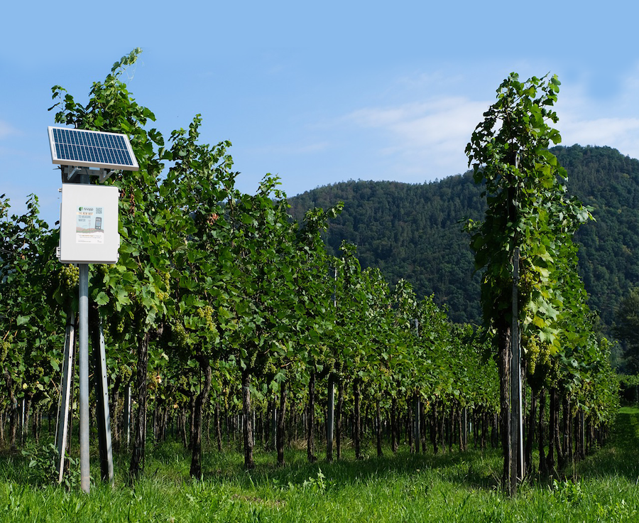 Sonda, vigneto